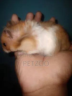 Some Cute Hammy Looking for a New Home 