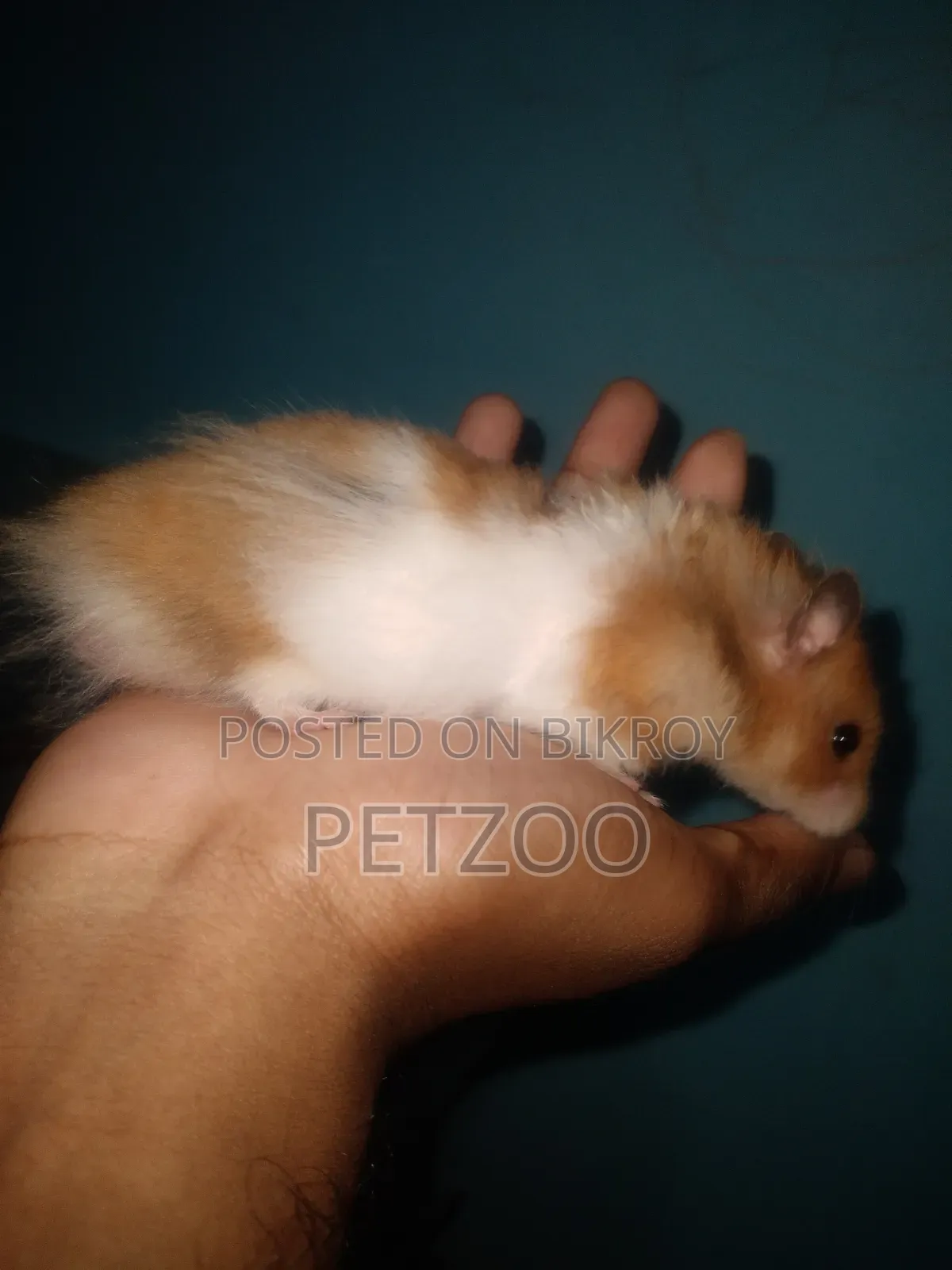 Some Cute Hammy Looking for a New Home 
