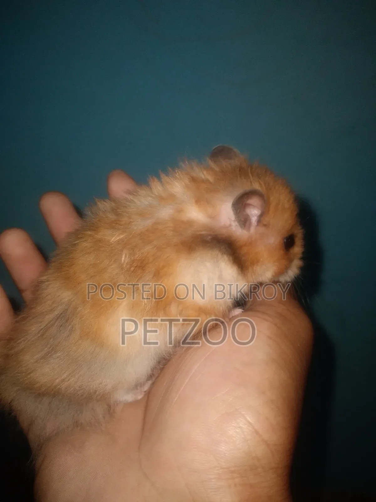 Some Cute Hammy Looking for a New Home 