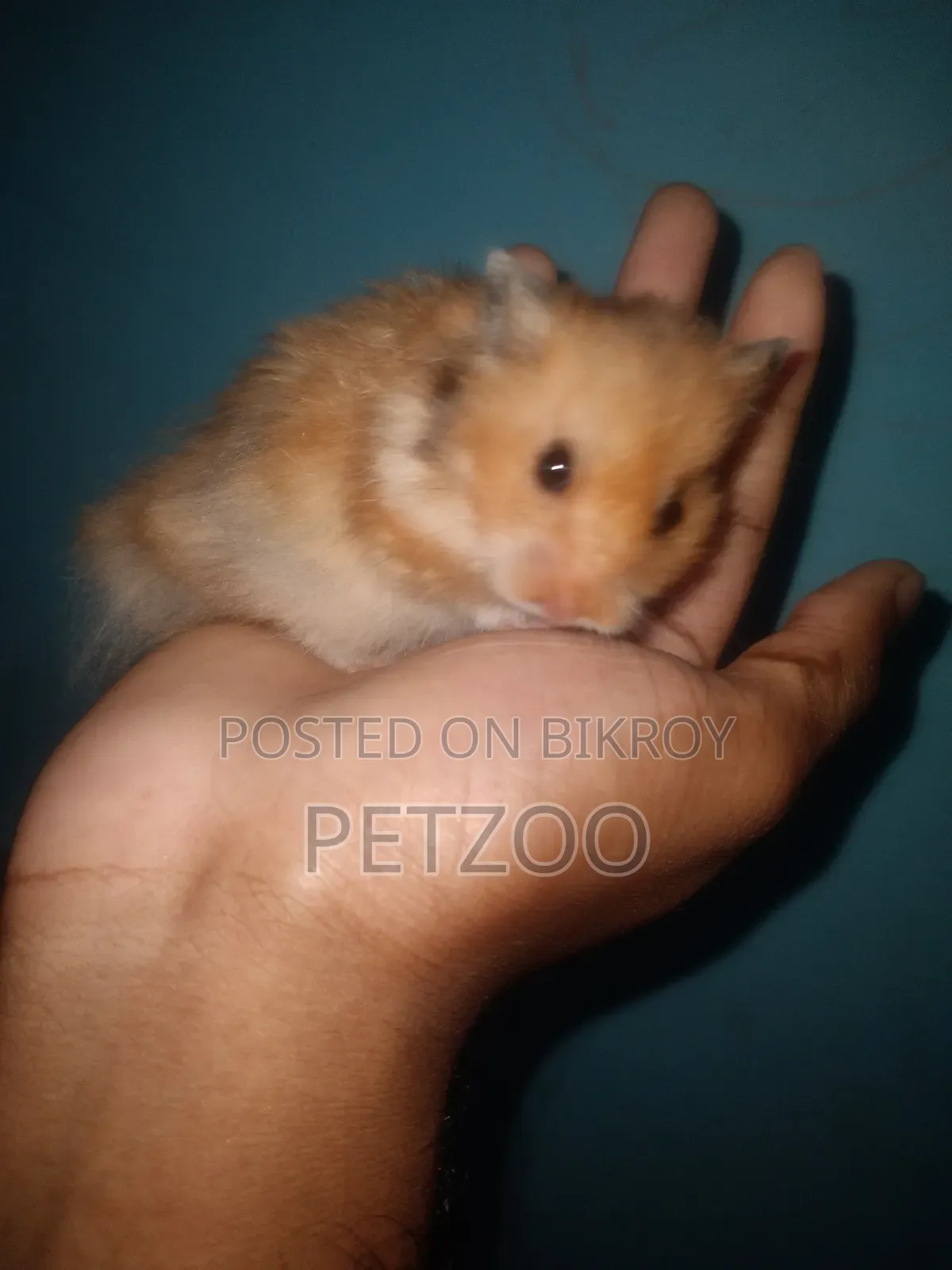 Some Cute Hammy Looking for a New Home 