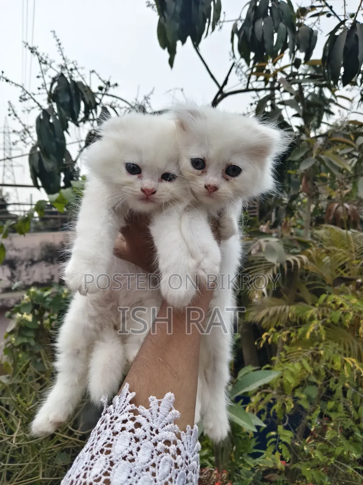 ১-৩ মাস বয়সী পুরুষ বিশুদ্ধ পার্সিয়ান বিড়াল