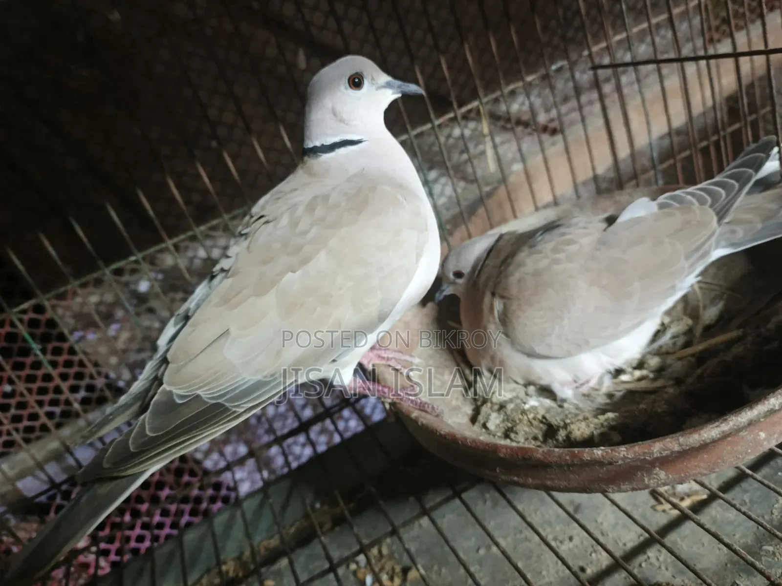 2 pairs of doves for sale
