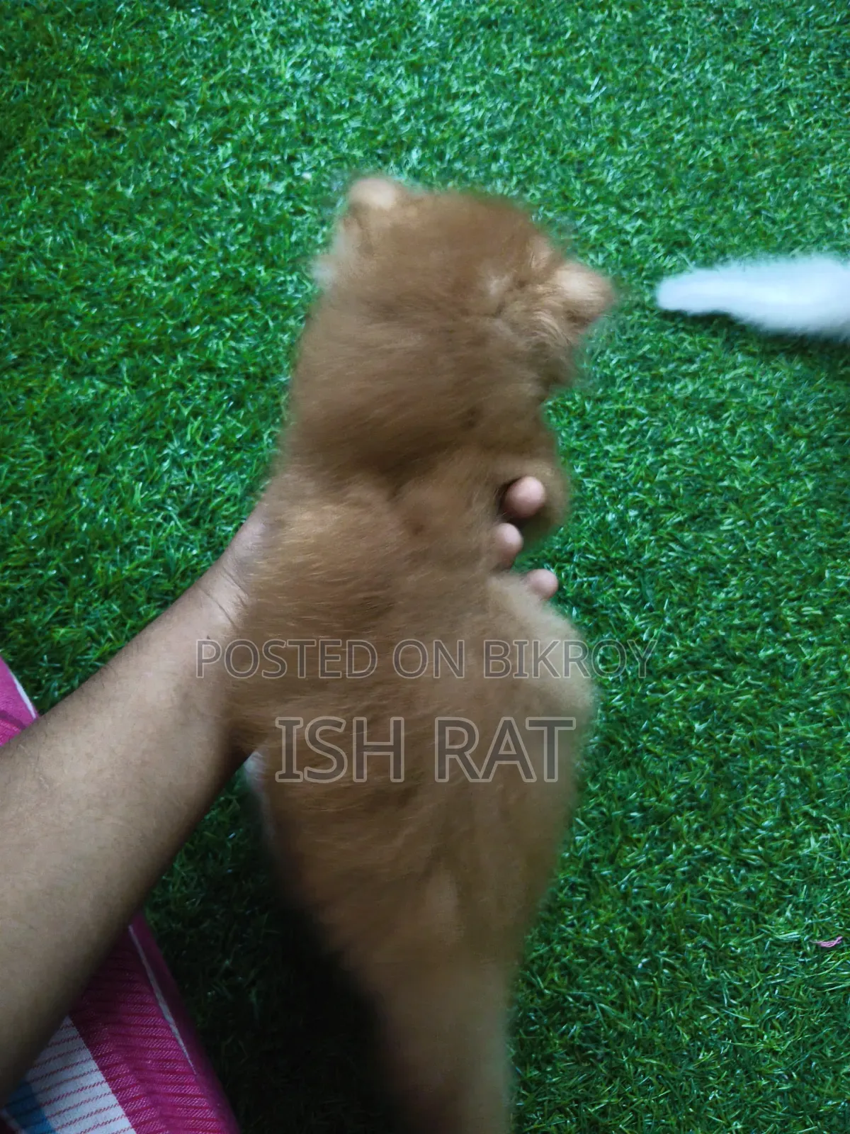 ১-৩ মাস বয়সী পুরুষ বিশুদ্ধ পার্সিয়ান বিড়াল