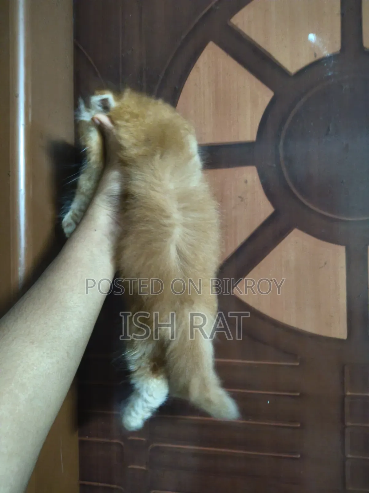 ১-৩ মাস বয়সী পুরুষ বিশুদ্ধ পার্সিয়ান বিড়াল