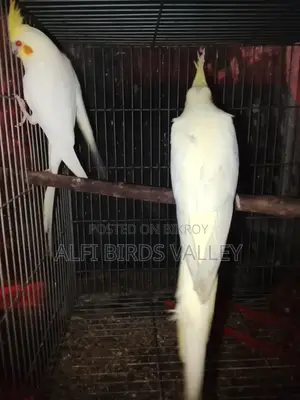 Running Cokatail