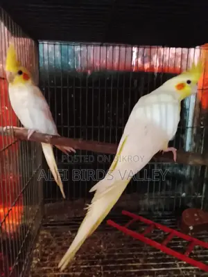 Running Cockatiel