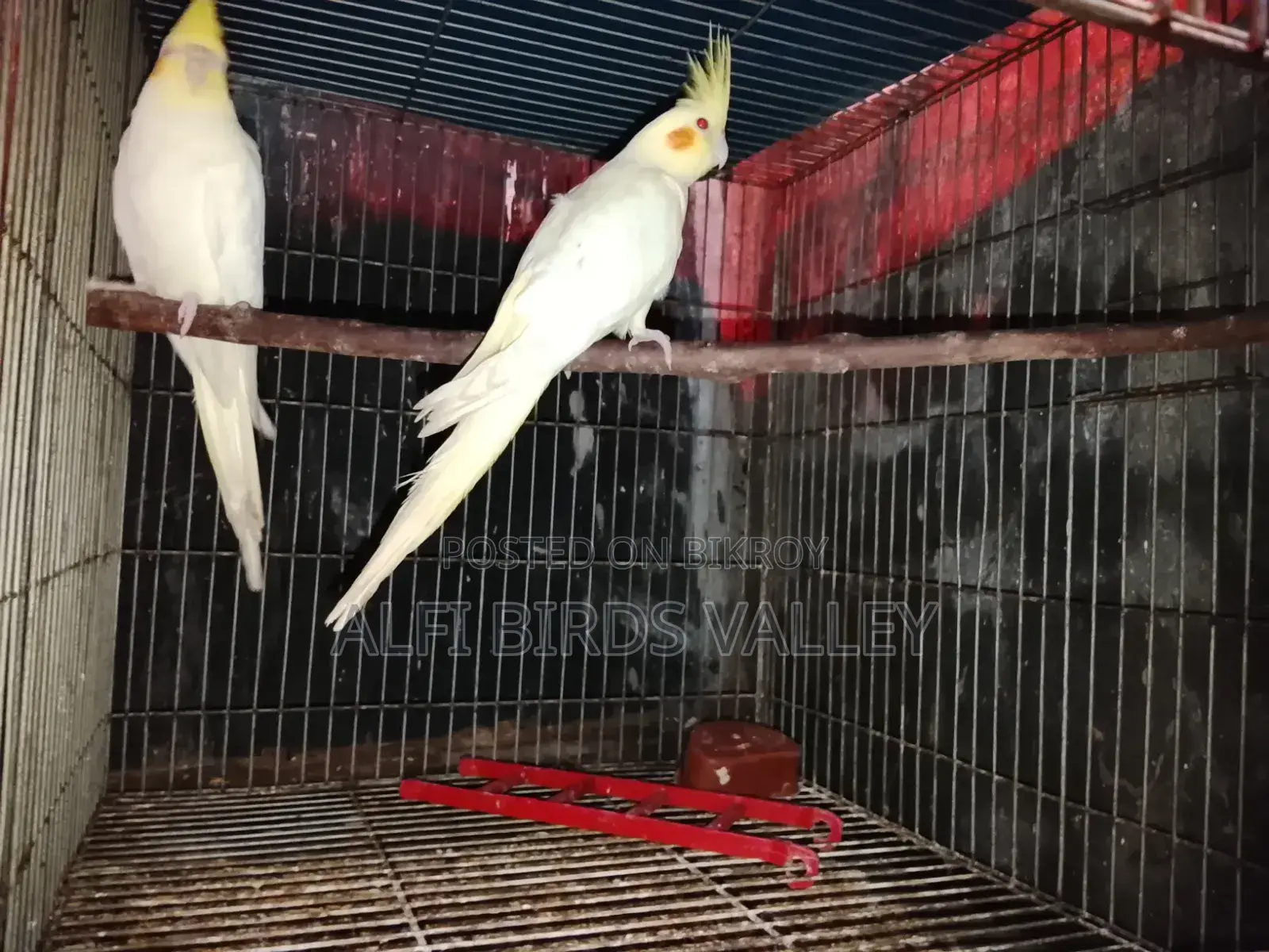 Running Cockatiel