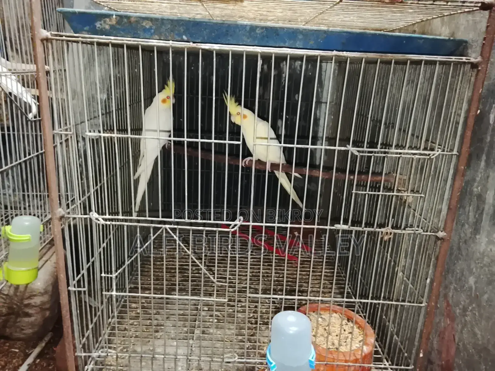 Running Cockatiel