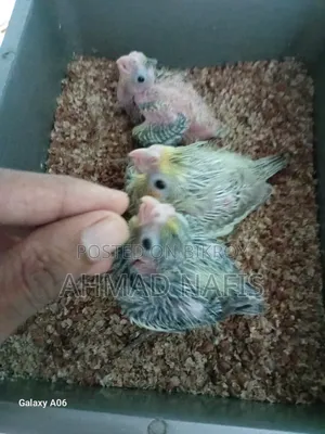 Cockatiel Baby