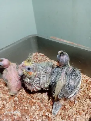 Cockatiel Baby