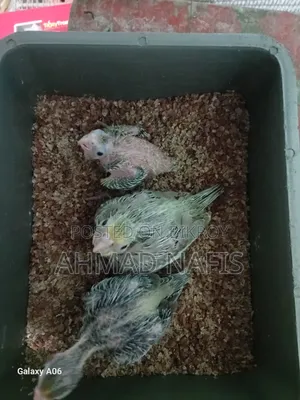 Cockatiel Baby