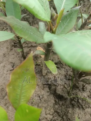 Plumeria Seedling