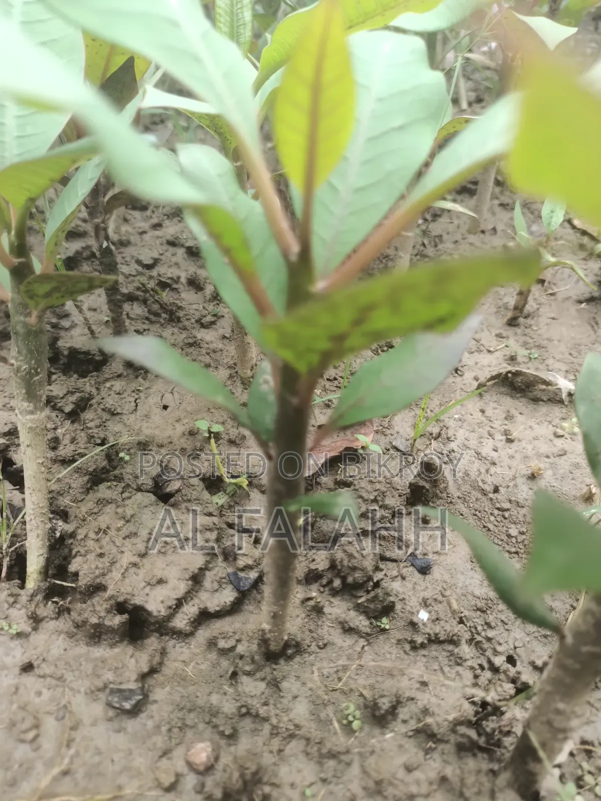 Plumeria Seedling