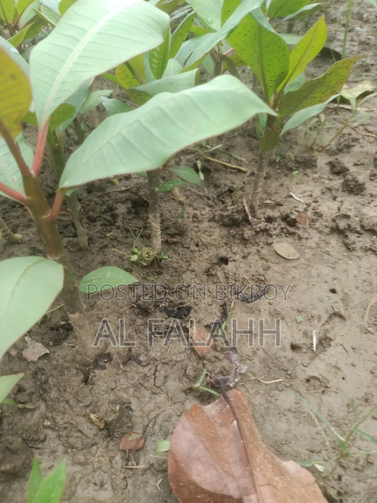 Plumeria Seedling