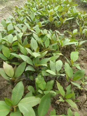 Plumeria Seedling