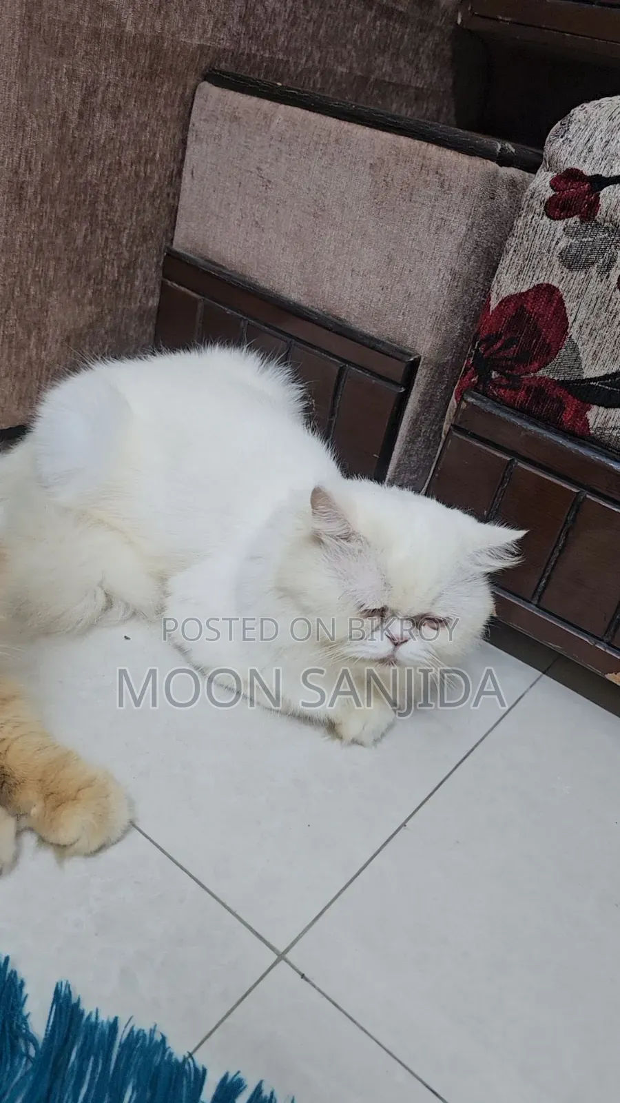 1+ Year Male Purebred Persian
