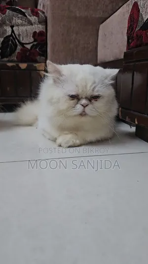 1+ Year Male Purebred Persian