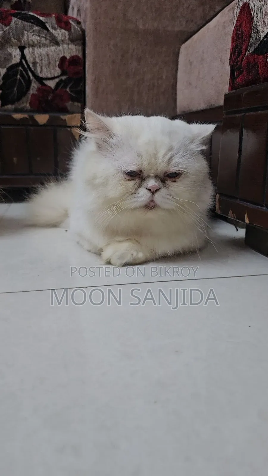 1+ Year Male Purebred Persian