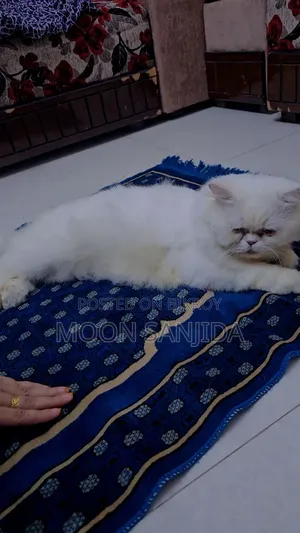 1+ Year Male Purebred Persian