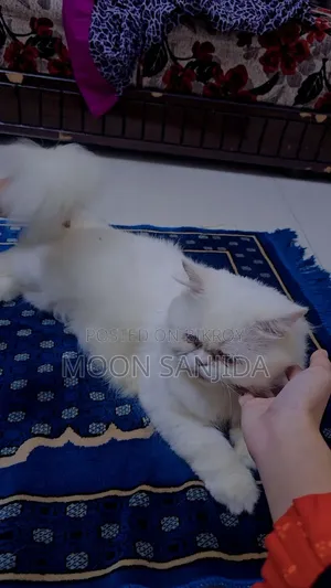 1+ Year Male Purebred Persian