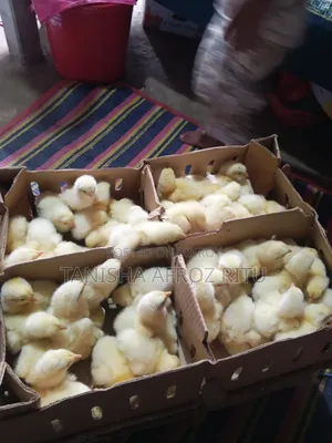 বয়লার বাচ্চা