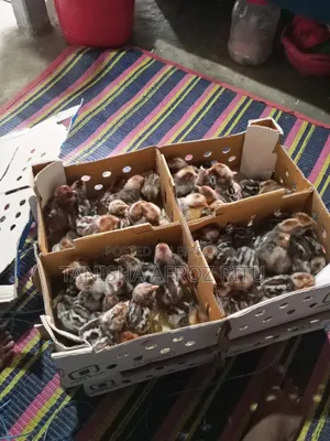 বয়লার বাচ্চা