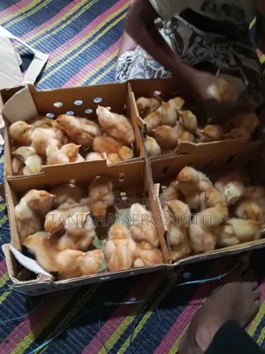 বয়লার বাচ্চা
