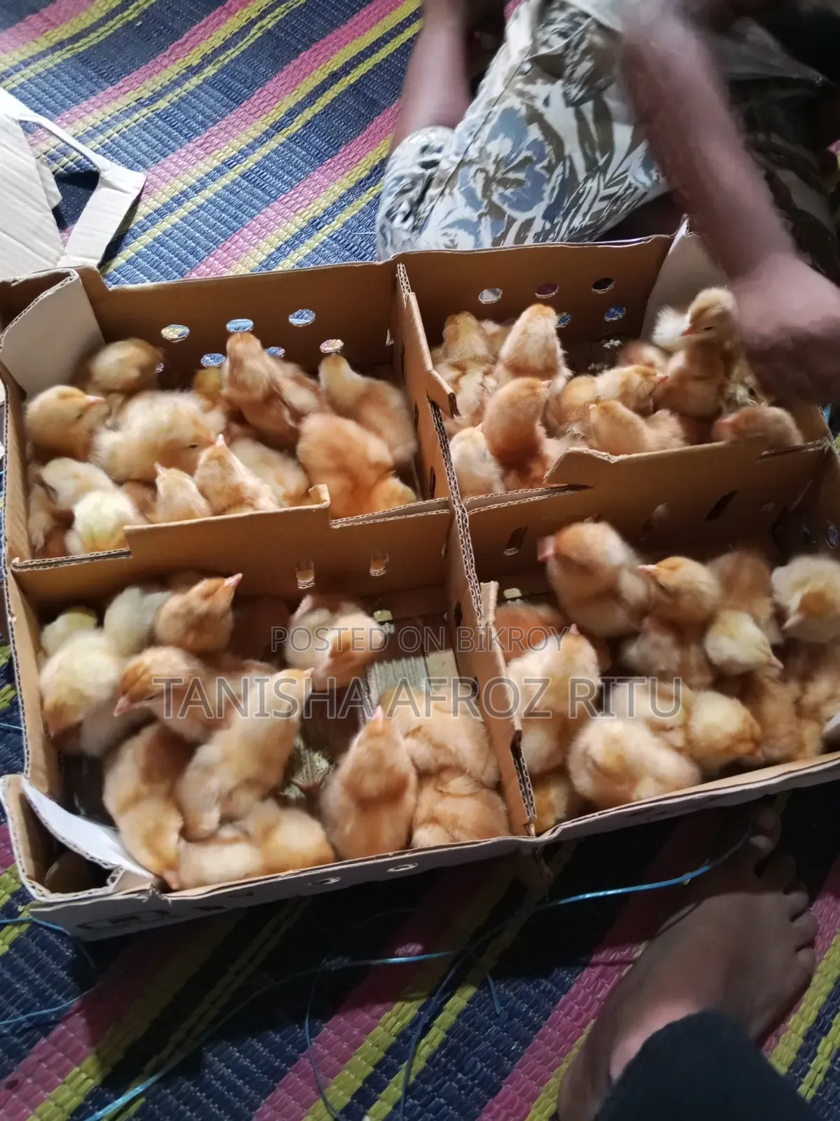 বয়লার বাচ্চা