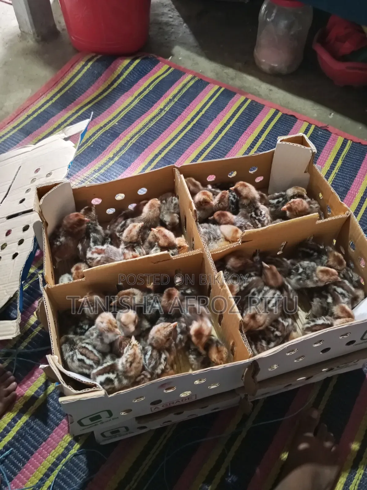 বয়লার বাচ্চা