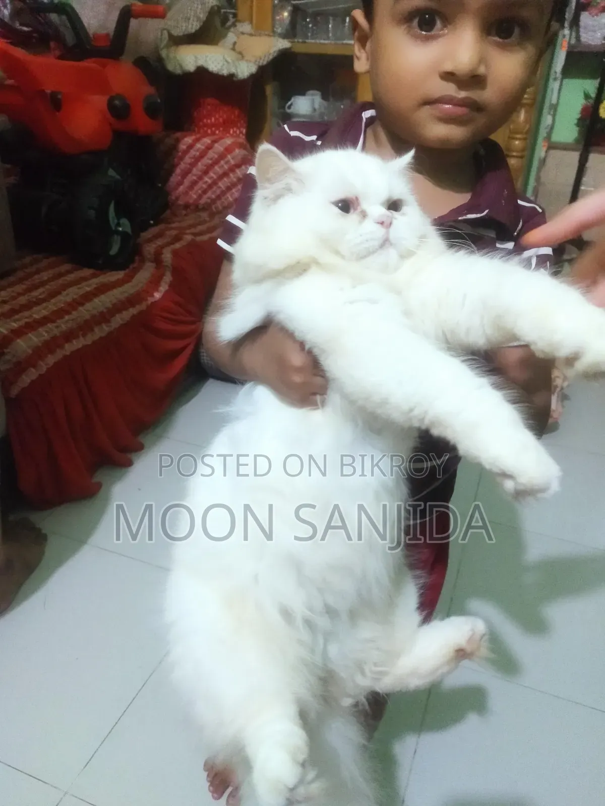 ১+ বছরের পুরুষ পিওর ব্রেড পার্সিয়ান বিড়াল