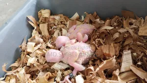 Lovebirds Tame Size Baby