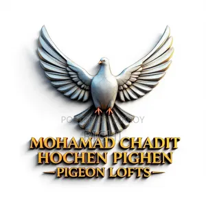 Black Bagdadi Huma Pigeon for sale, Location: Anwara