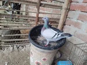 Forpus Bird