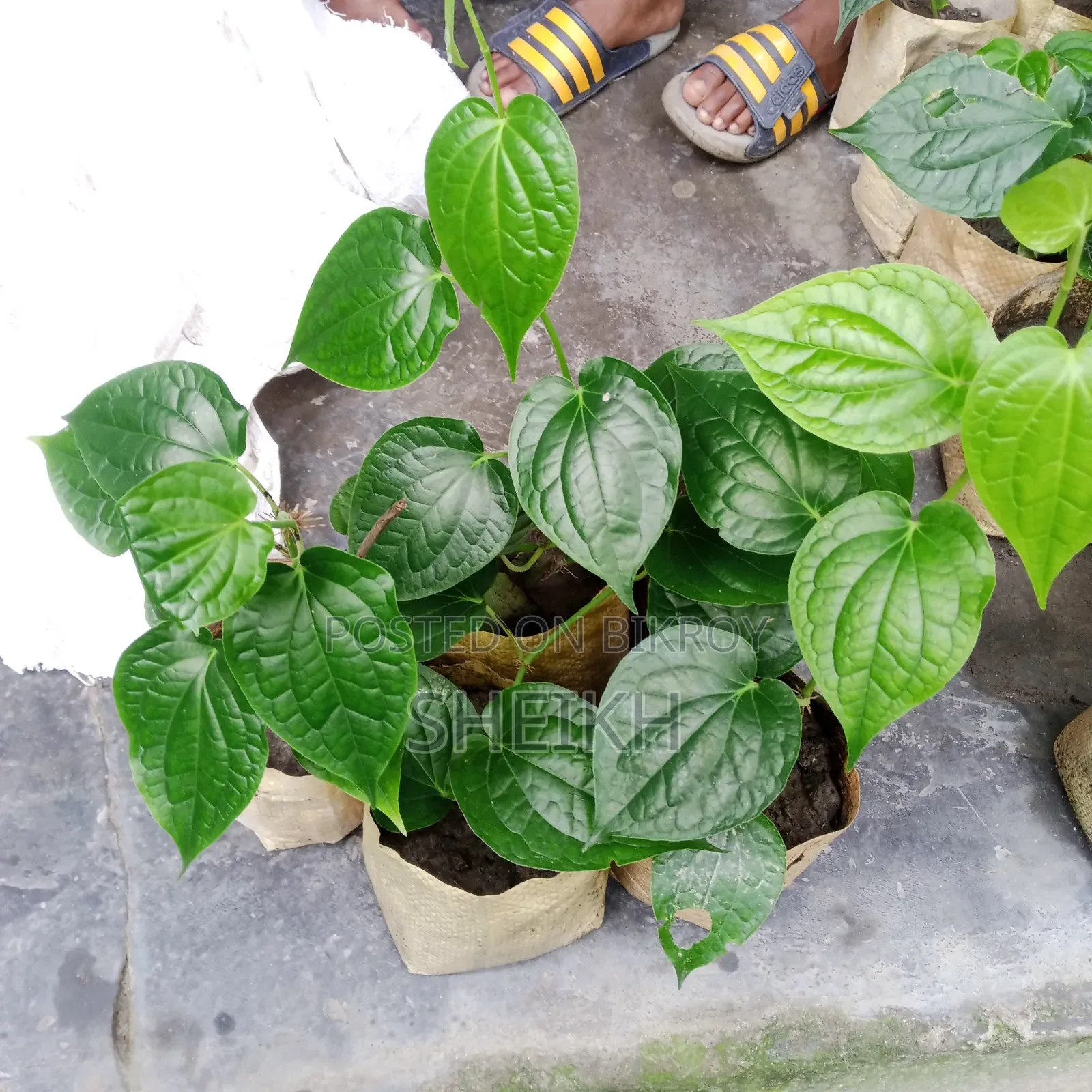 Chui Jhal Saplings