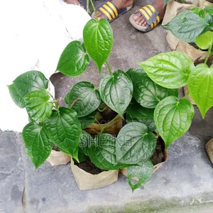Chui Jhal Saplings