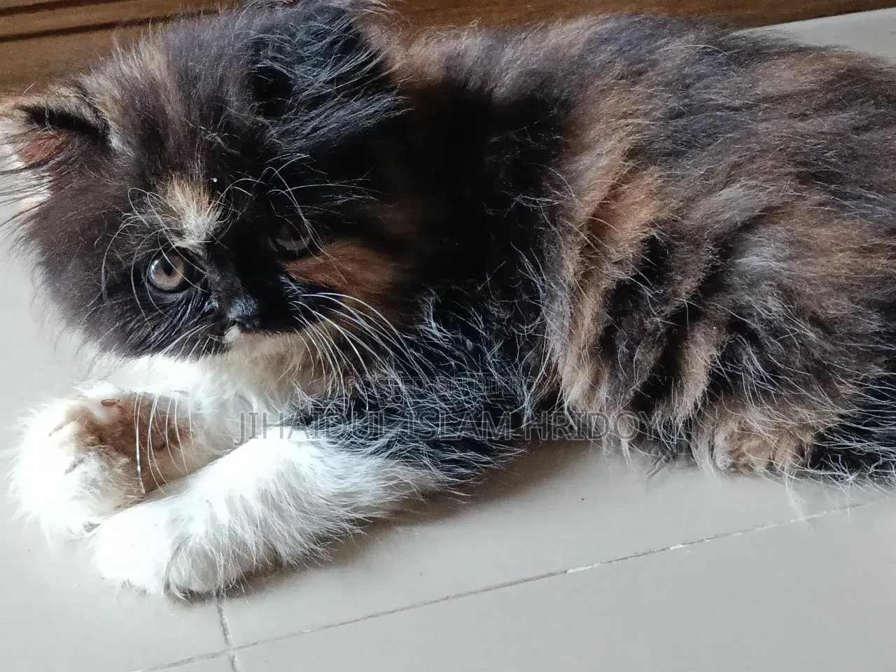 1-3 months Female Purebred Persian