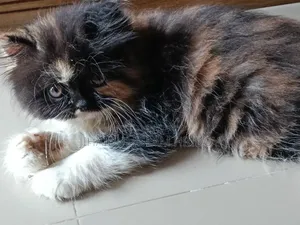1-3 months Female Purebred Persian
