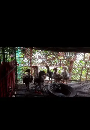 দেশি মুরগির বাচ্চা