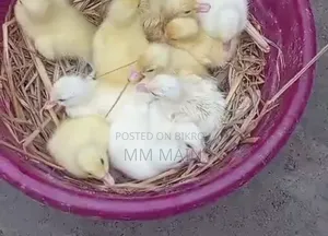 White Running Chinese Duck