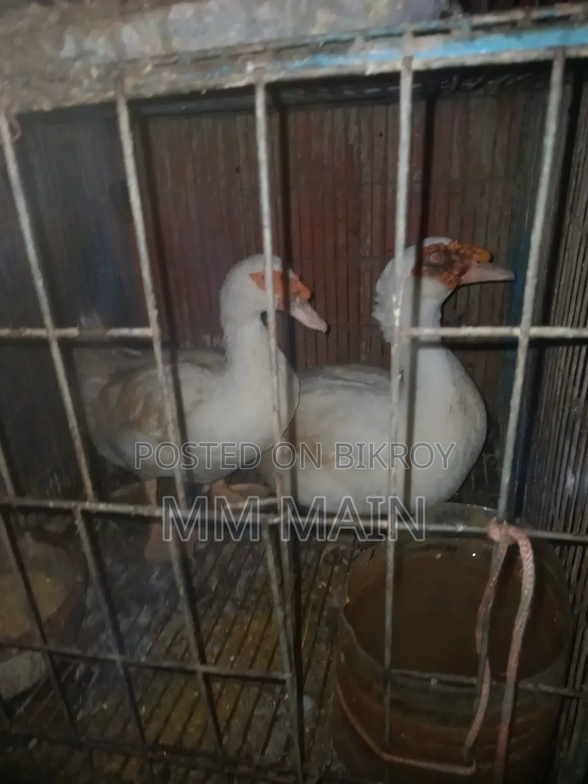 White Running Chinese Duck