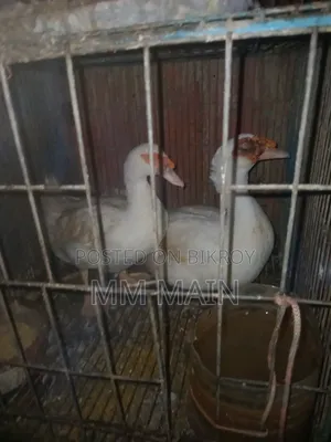 White Running Chinese Duck