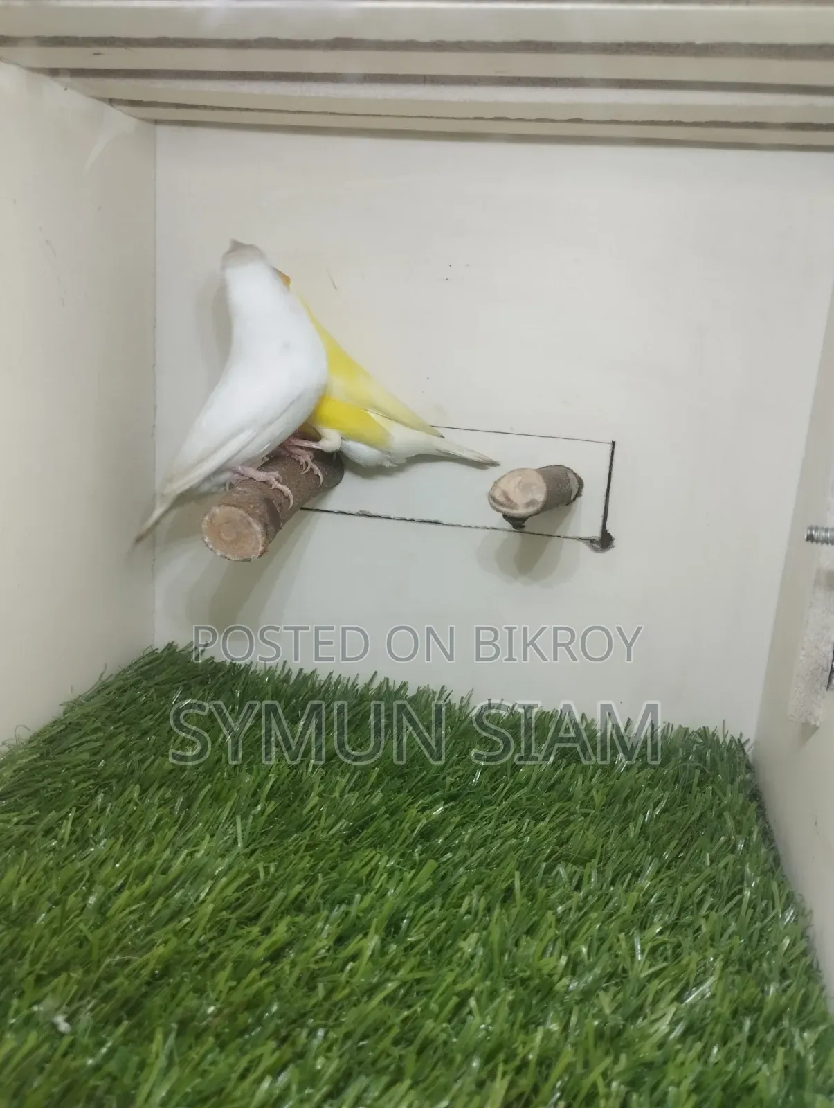 গোল্ডিয়ান ফিঞ্চ