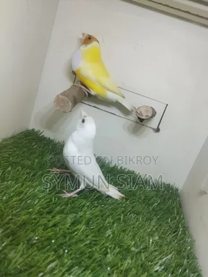 গোল্ডিয়ান ফিঞ্চ