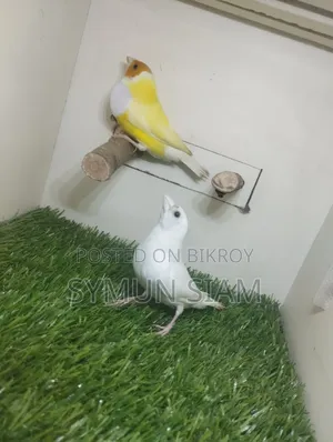 গোল্ডিয়ান ফিঞ্চ