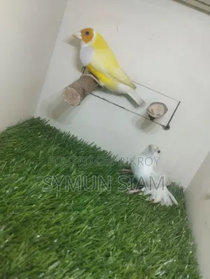 গোল্ডিয়ান ফিঞ্চ
