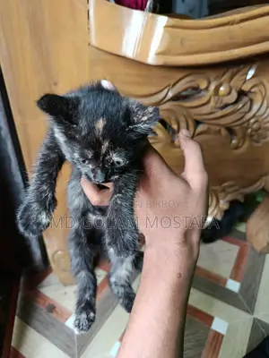 1-3 Months Female Purebred LaPerm