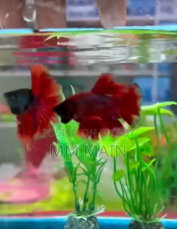Coloring Fish
