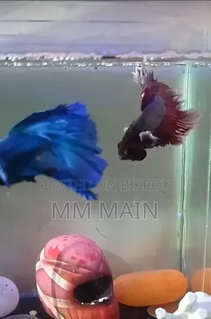 Coloring Fish