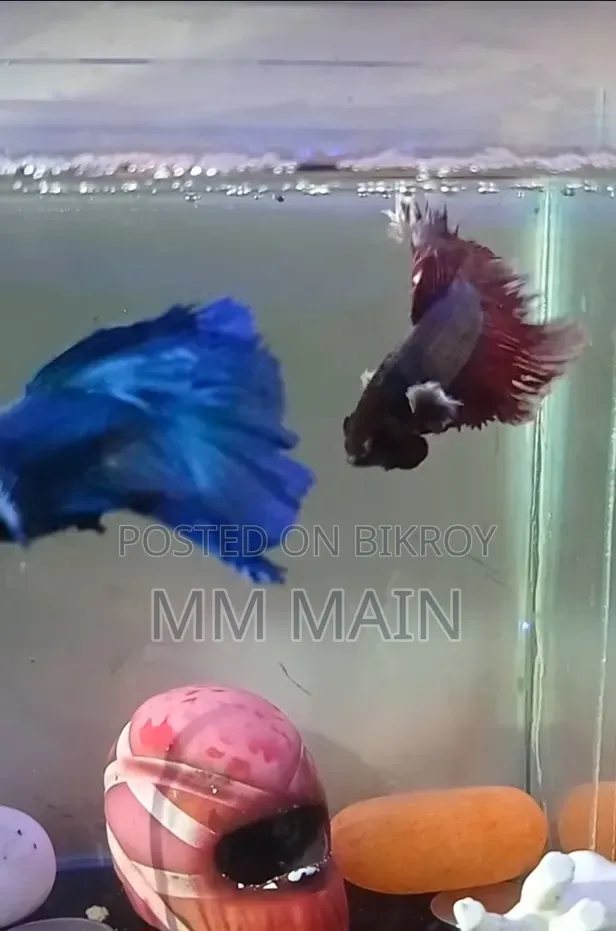 Coloring Fish