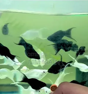 Coloring Fish
